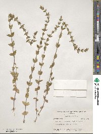 Sophronanthe pilosa image