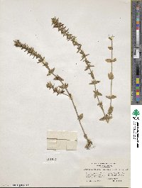 Sophronanthe pilosa image