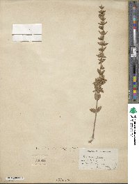 Sophronanthe pilosa image