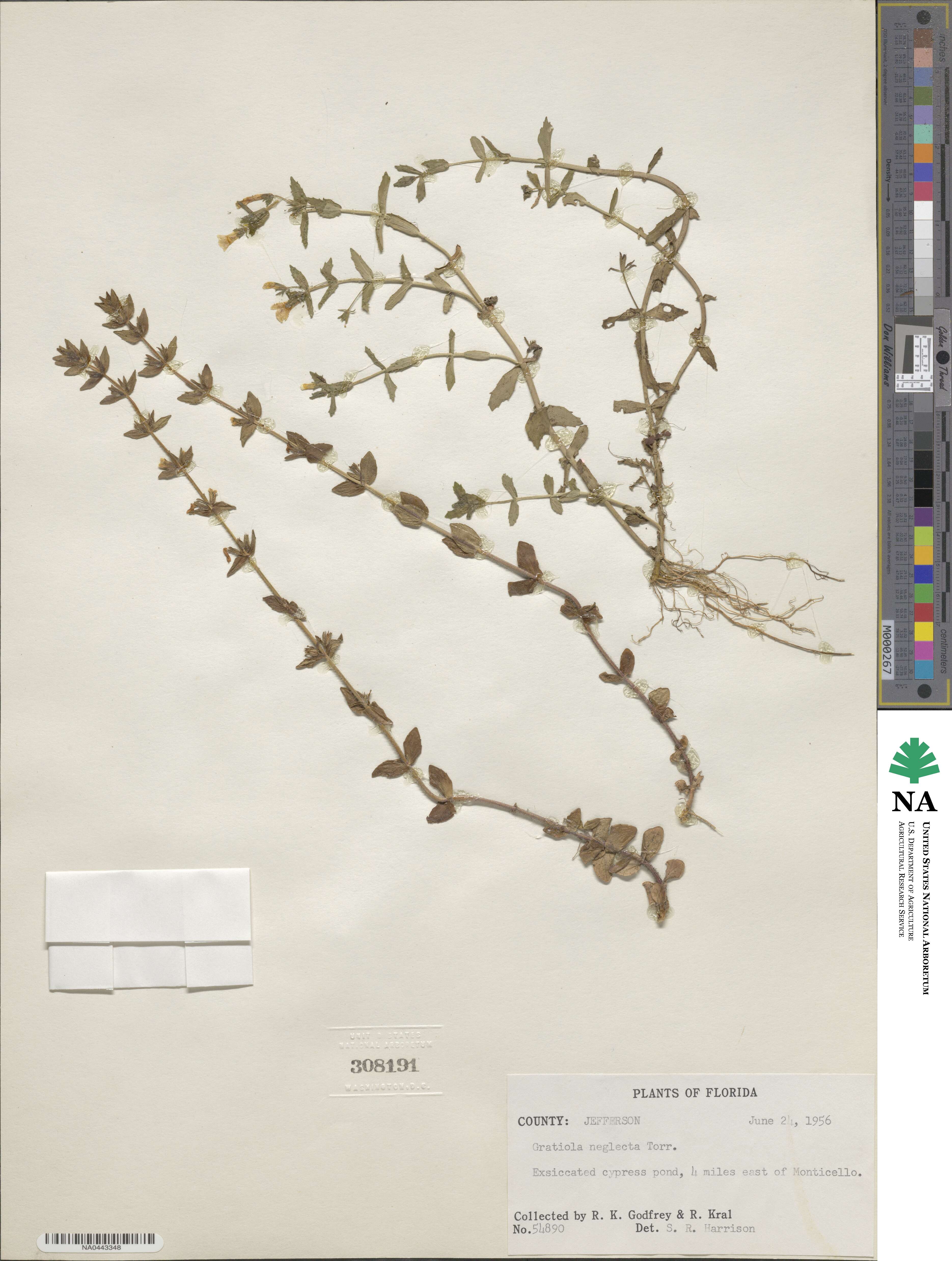 Gratiola neglecta image