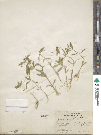 Gratiola neglecta image