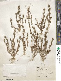 Gratiola ebracteata image