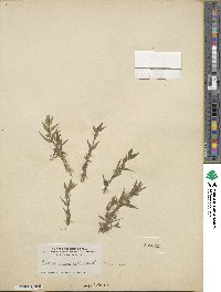 Gratiola ebracteata image