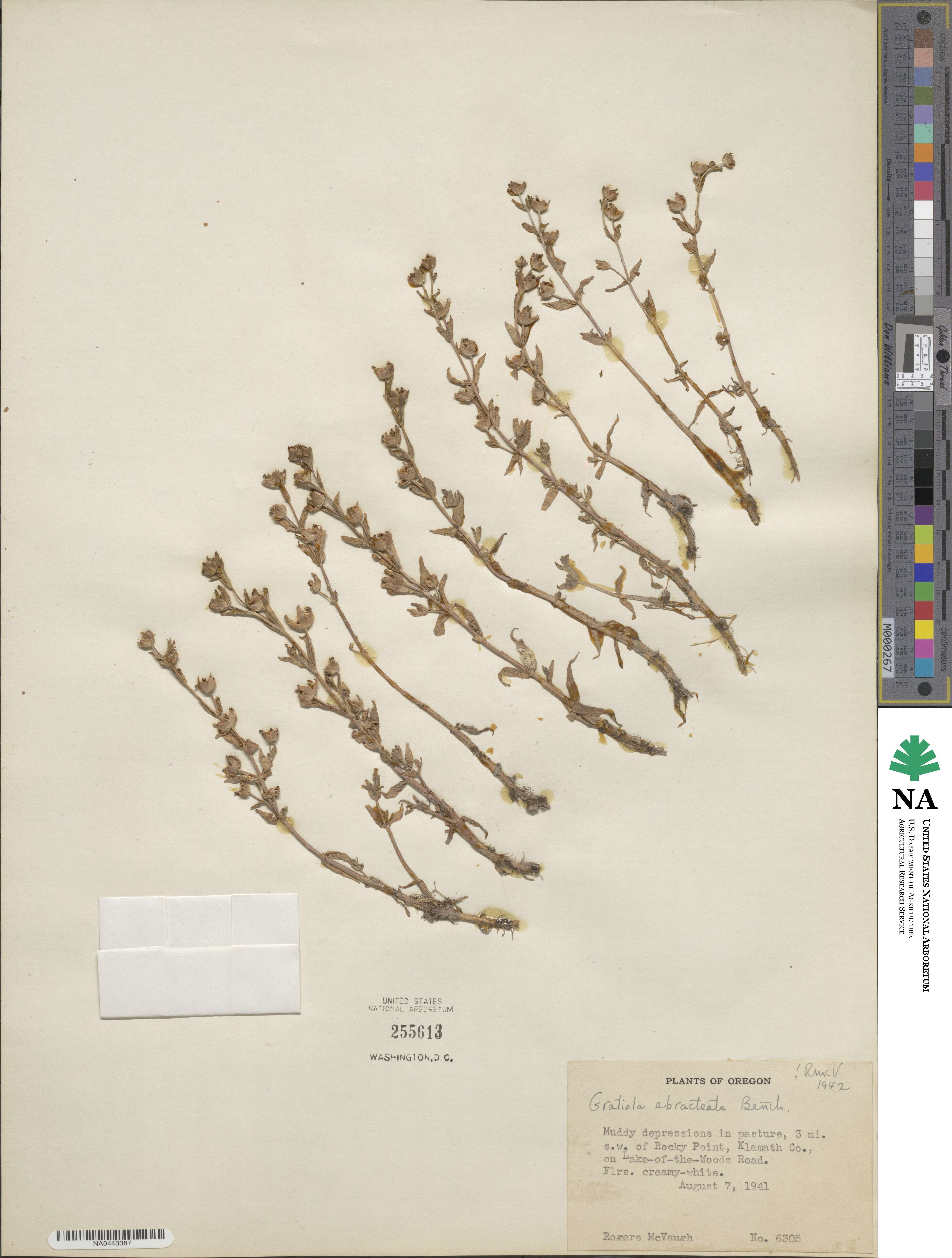 Gratiola ebracteata image