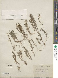 Gratiola ramosa image