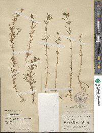 Gratiola lutea image