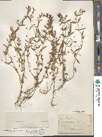 Gratiola lutea image