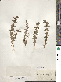 Gratiola lutea image