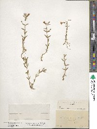 Gratiola lutea image