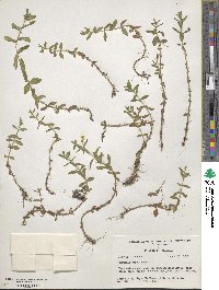 Gratiola lutea image