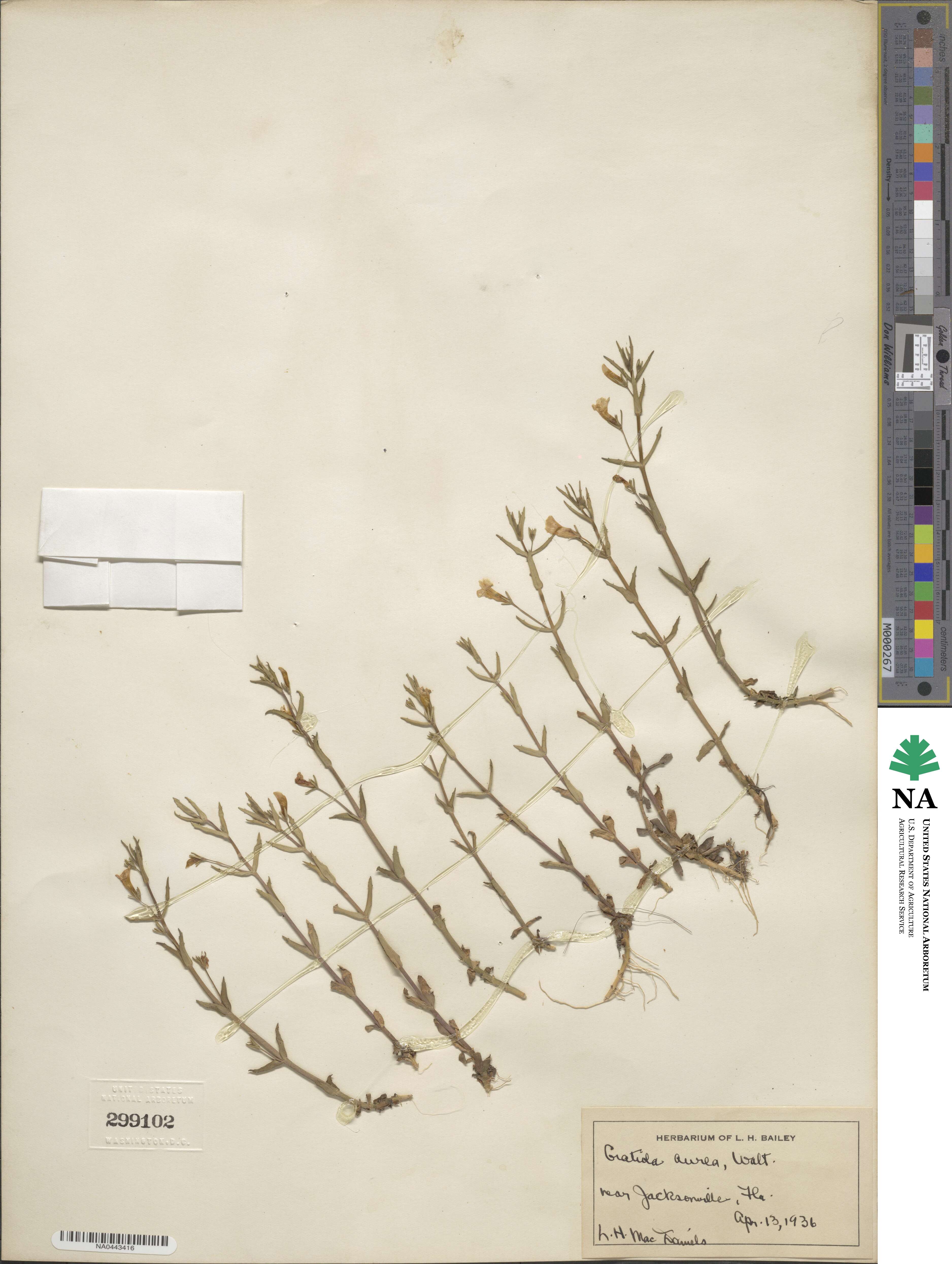 Gratiola lutea image