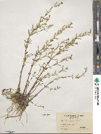 Gratiola lutea image