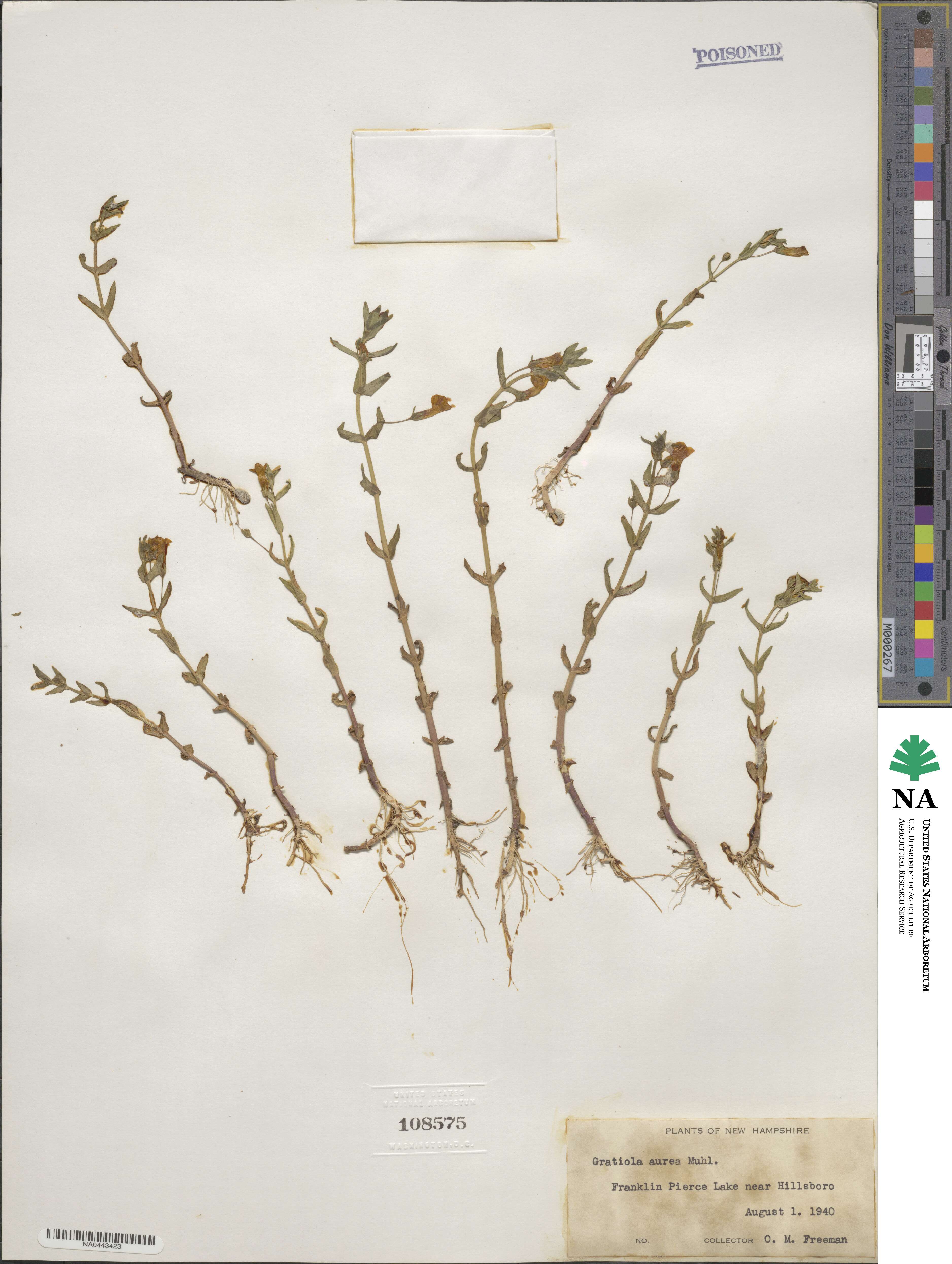 Gratiola lutea image