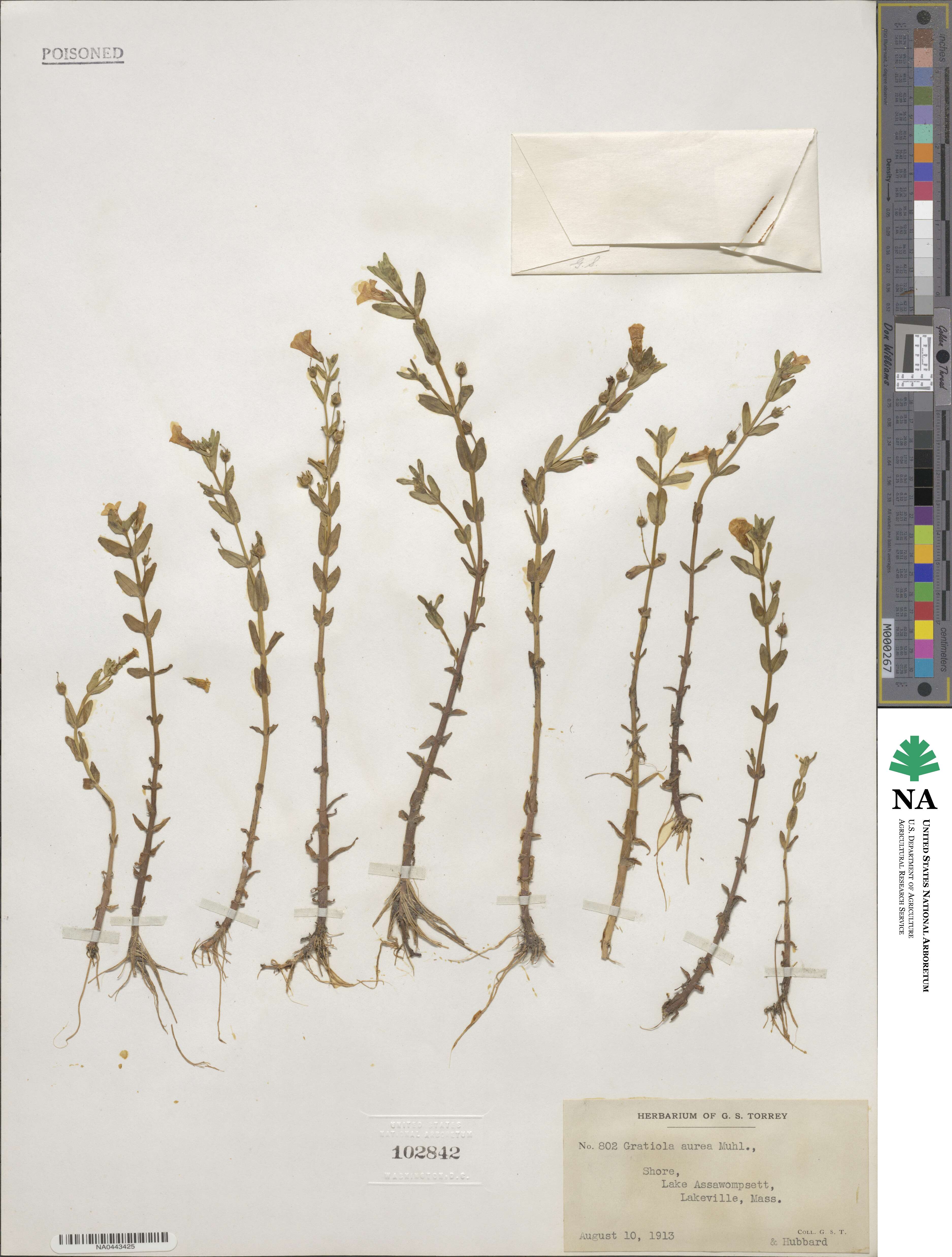 Gratiola lutea image