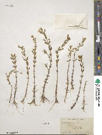 Gratiola lutea image