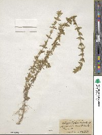 Sophronanthe pilosa image