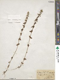 Sophronanthe pilosa image