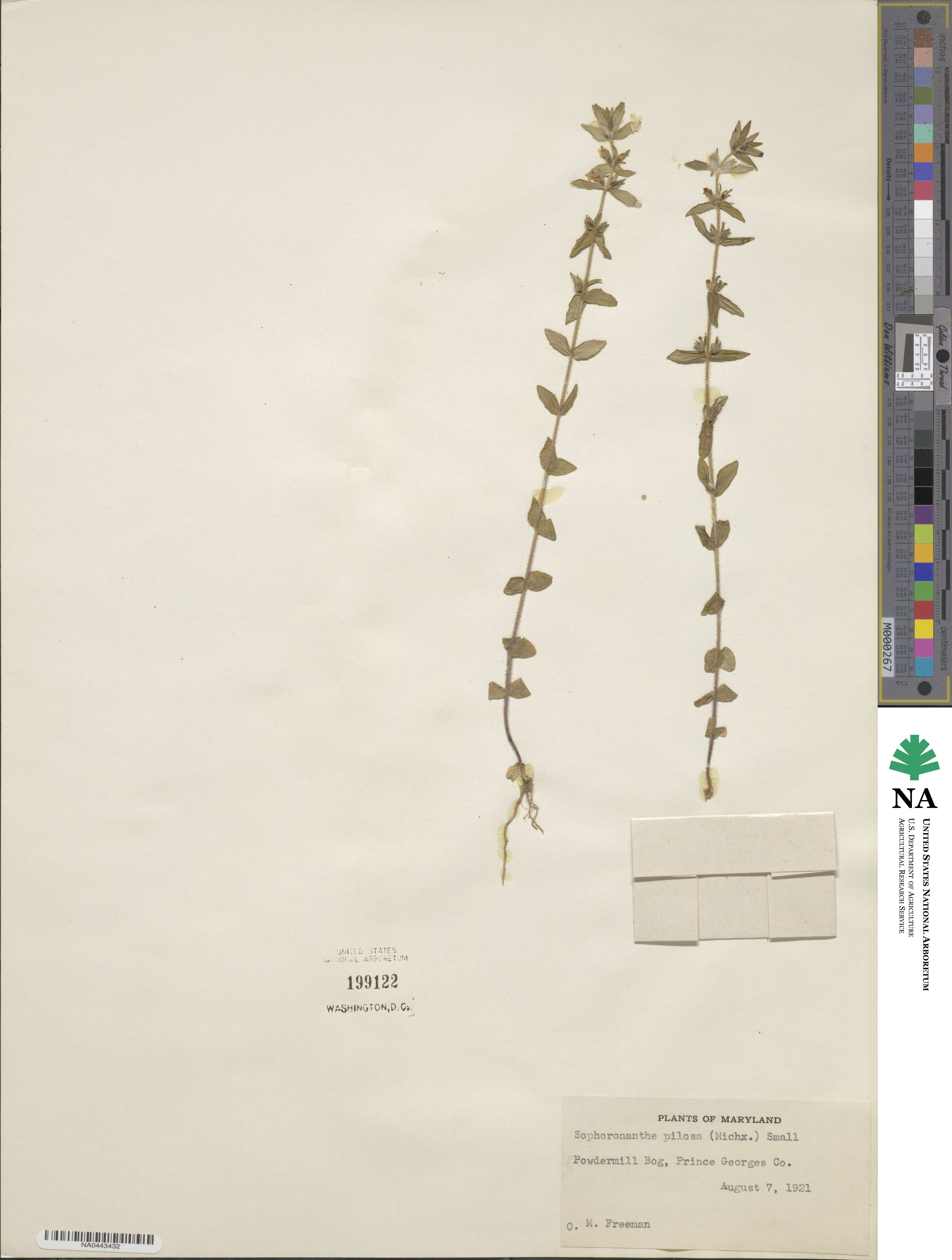 Sophronanthe pilosa image