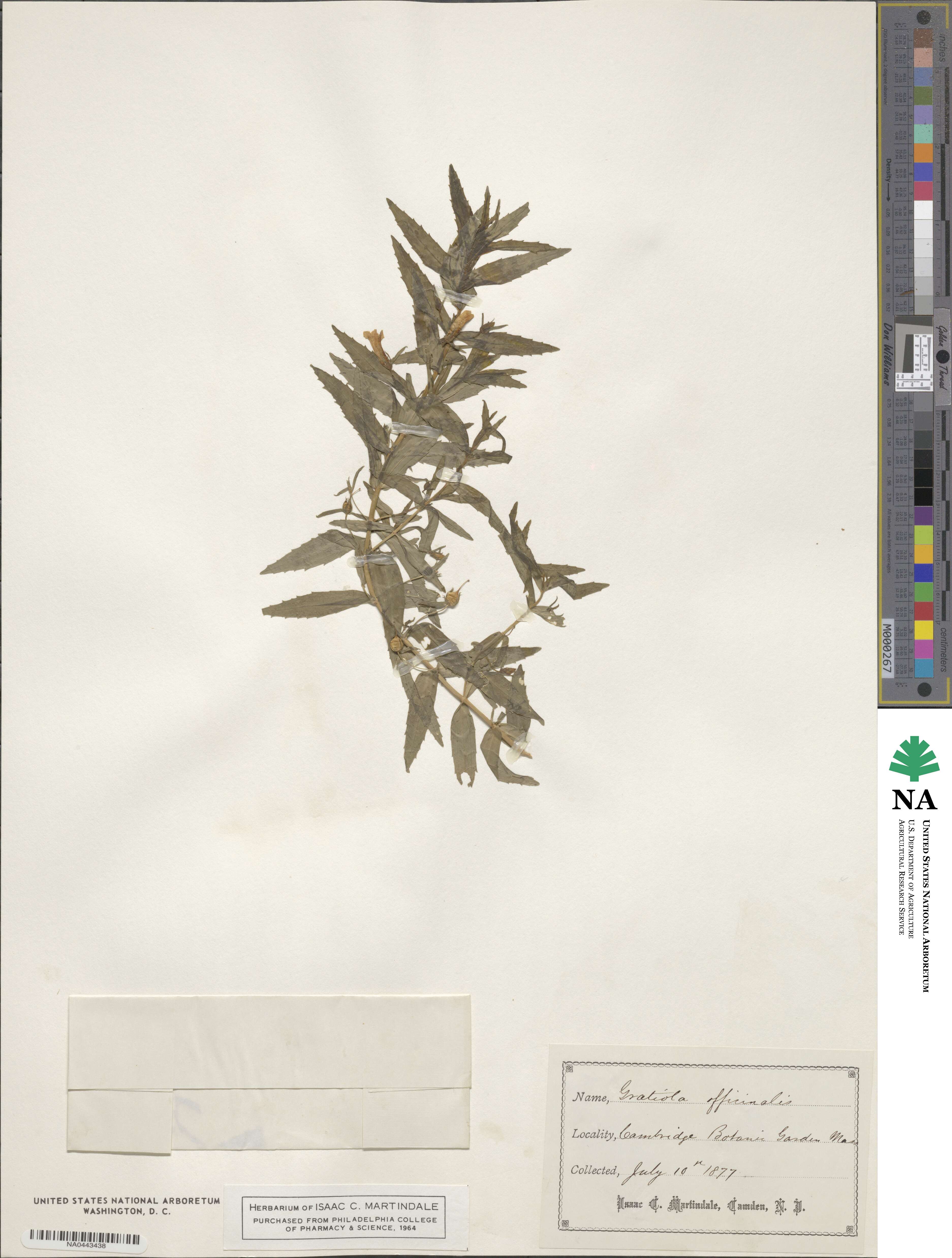 Gratiola officinalis image