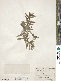 Image of Gratiola officinalis