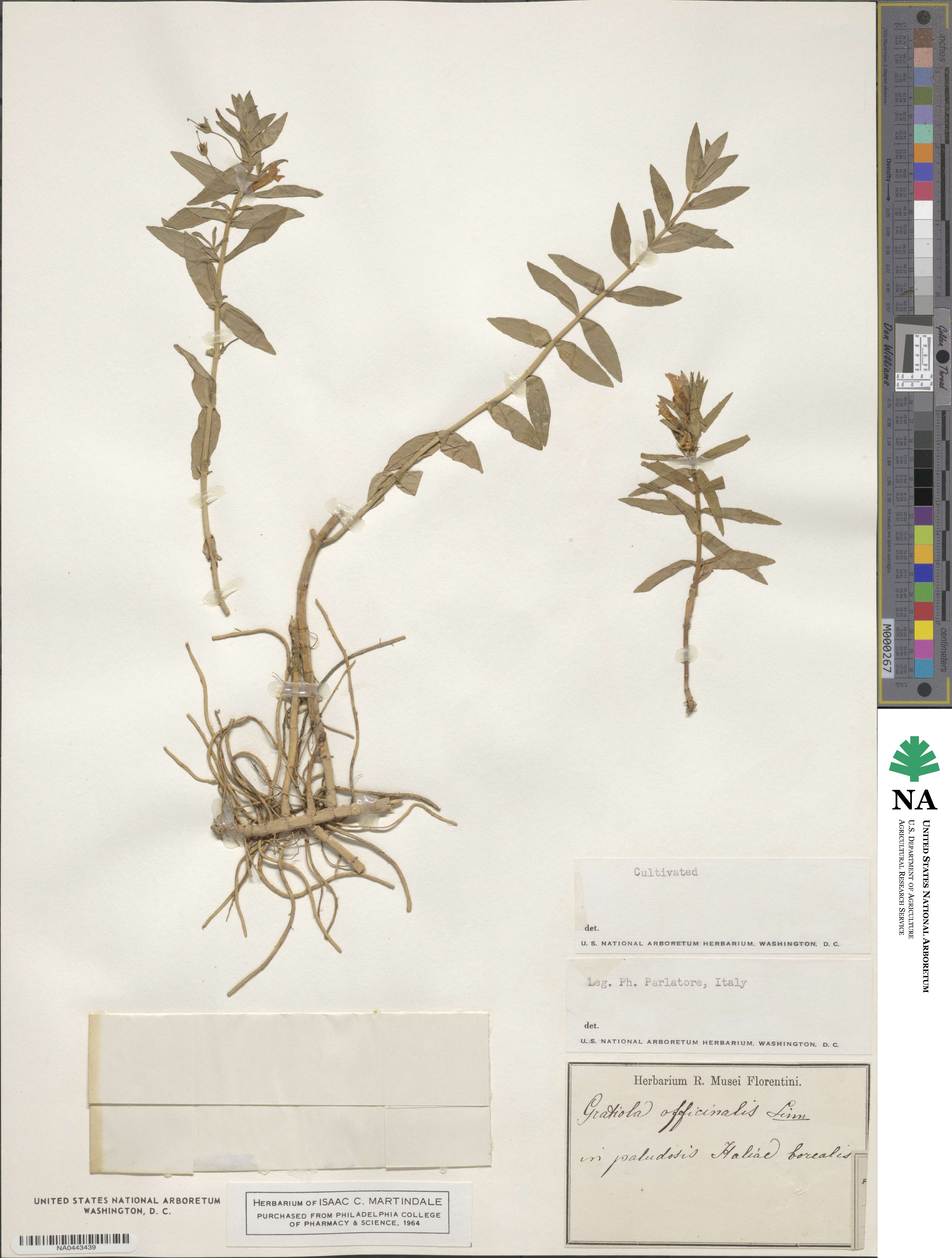 Gratiola officinalis image