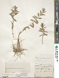 Gratiola officinalis image