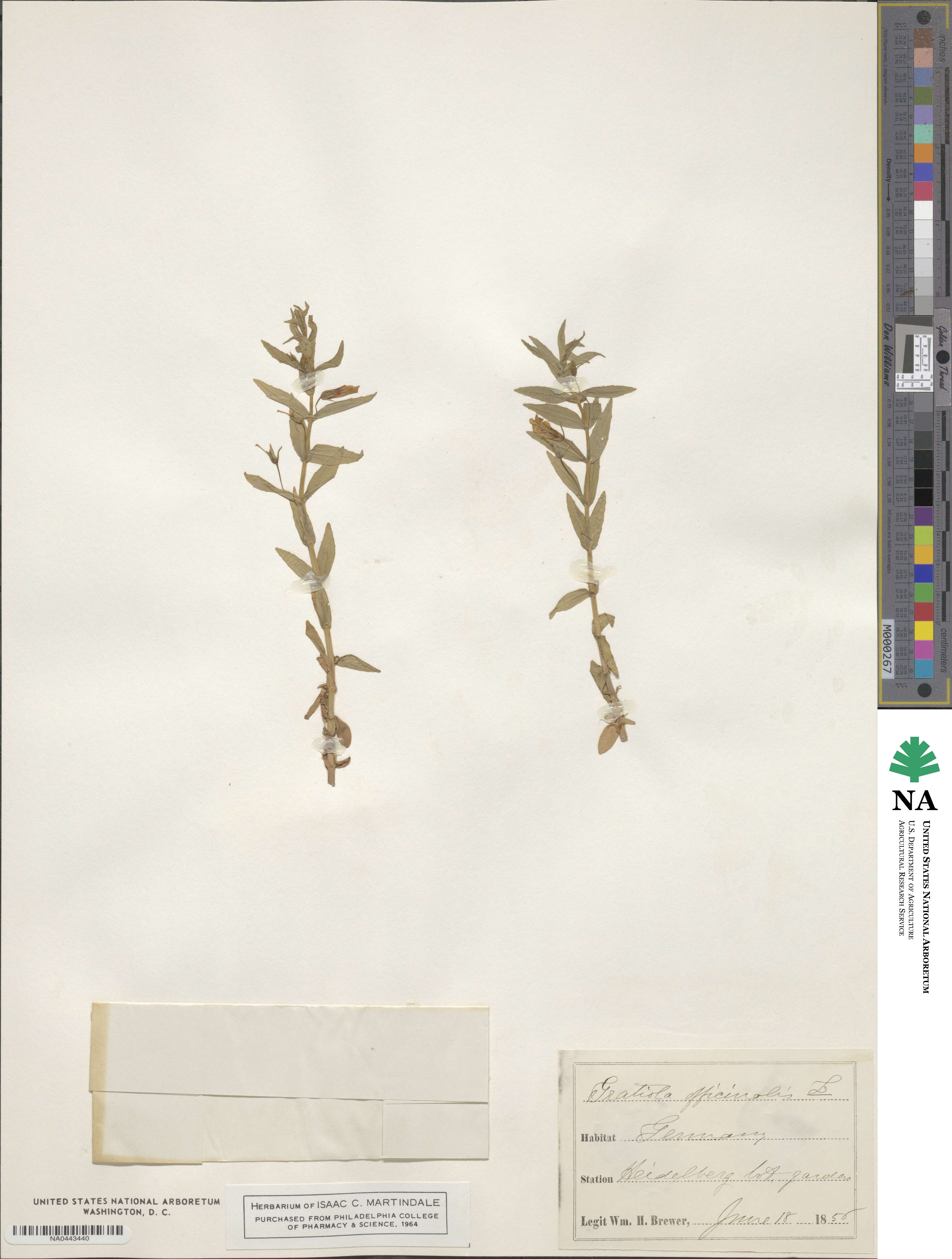 Gratiola officinalis image