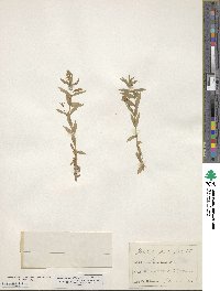 Gratiola officinalis image