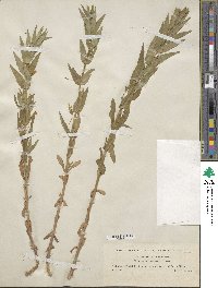 Gratiola officinalis image