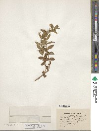 Gratiola officinalis image