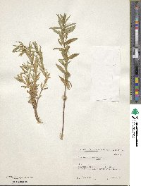 Gratiola officinalis image