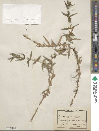 Gratiola officinalis image