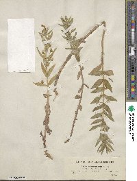 Gratiola officinalis image