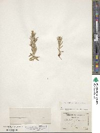 Gratiola officinalis image