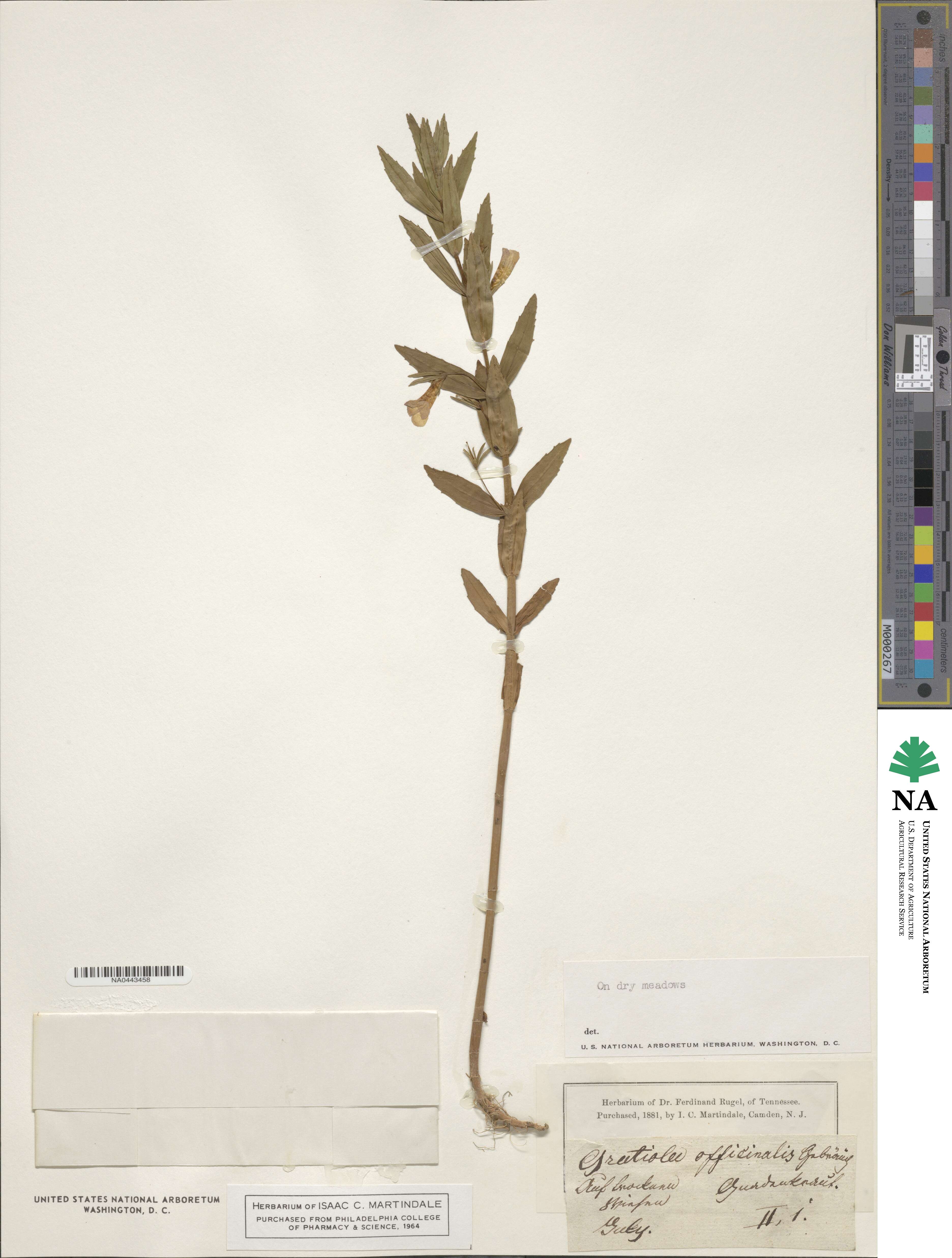 Gratiola officinalis image