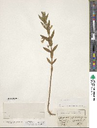 Gratiola officinalis image