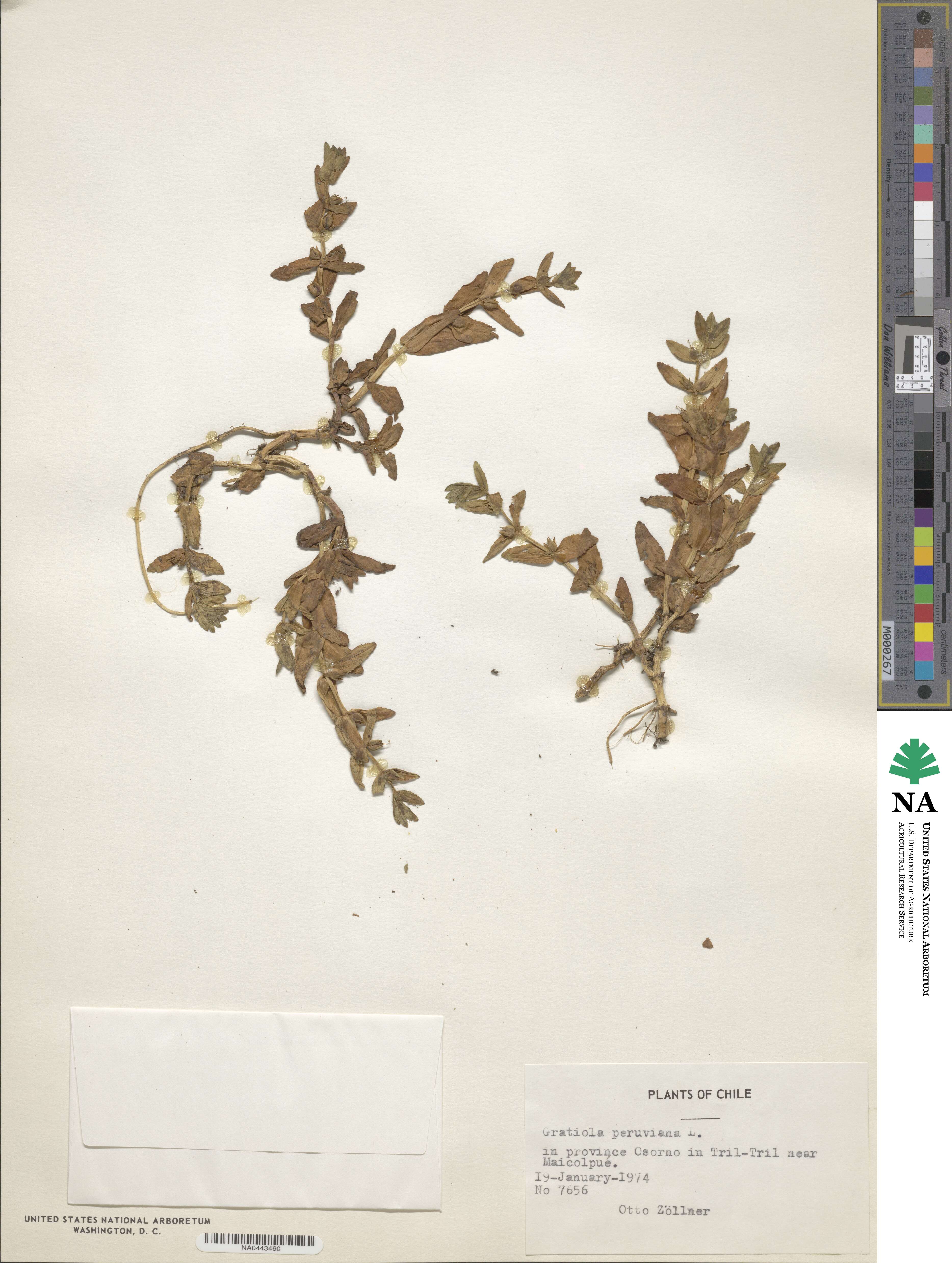 Gratiola peruviana image