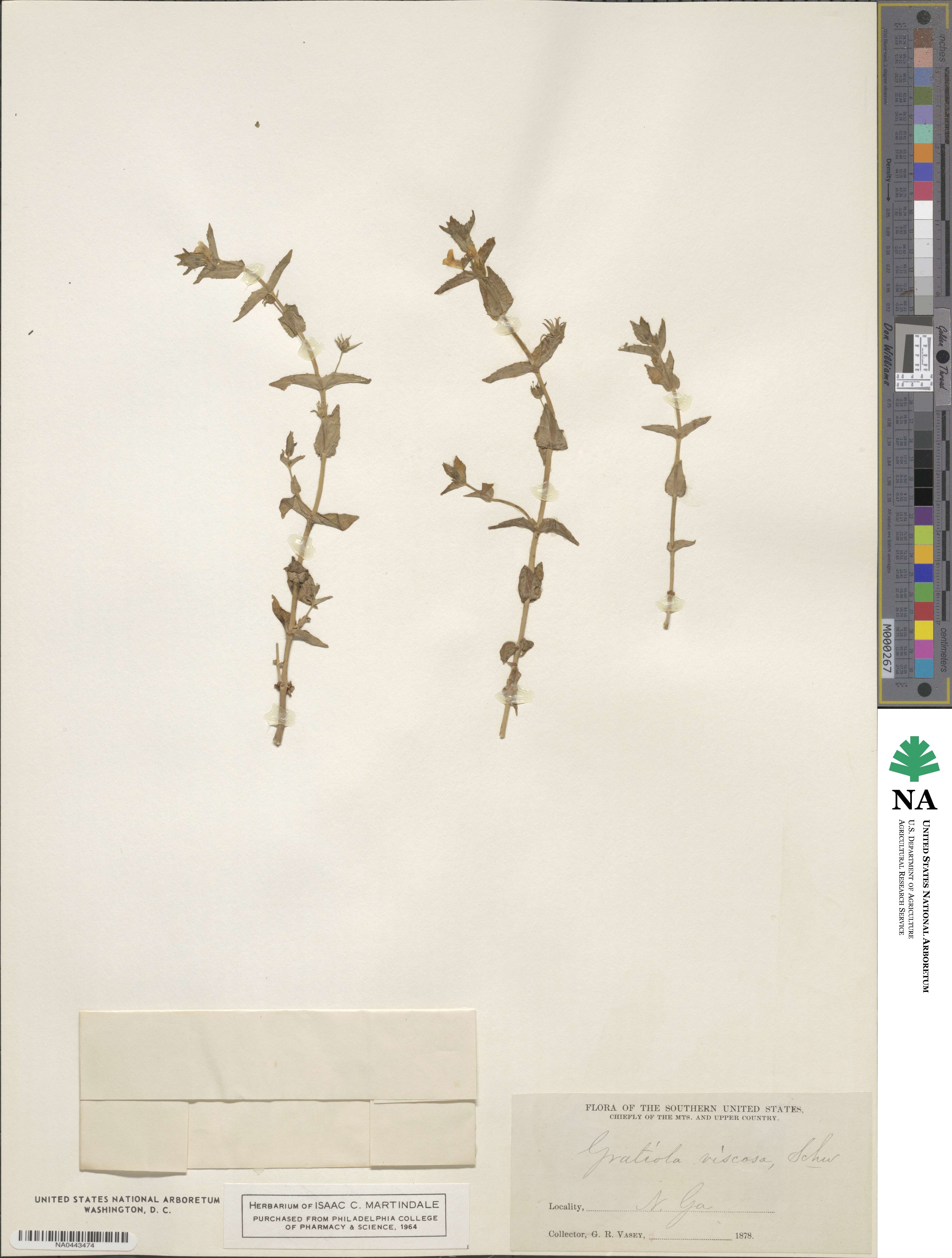 Gratiola viscidula image