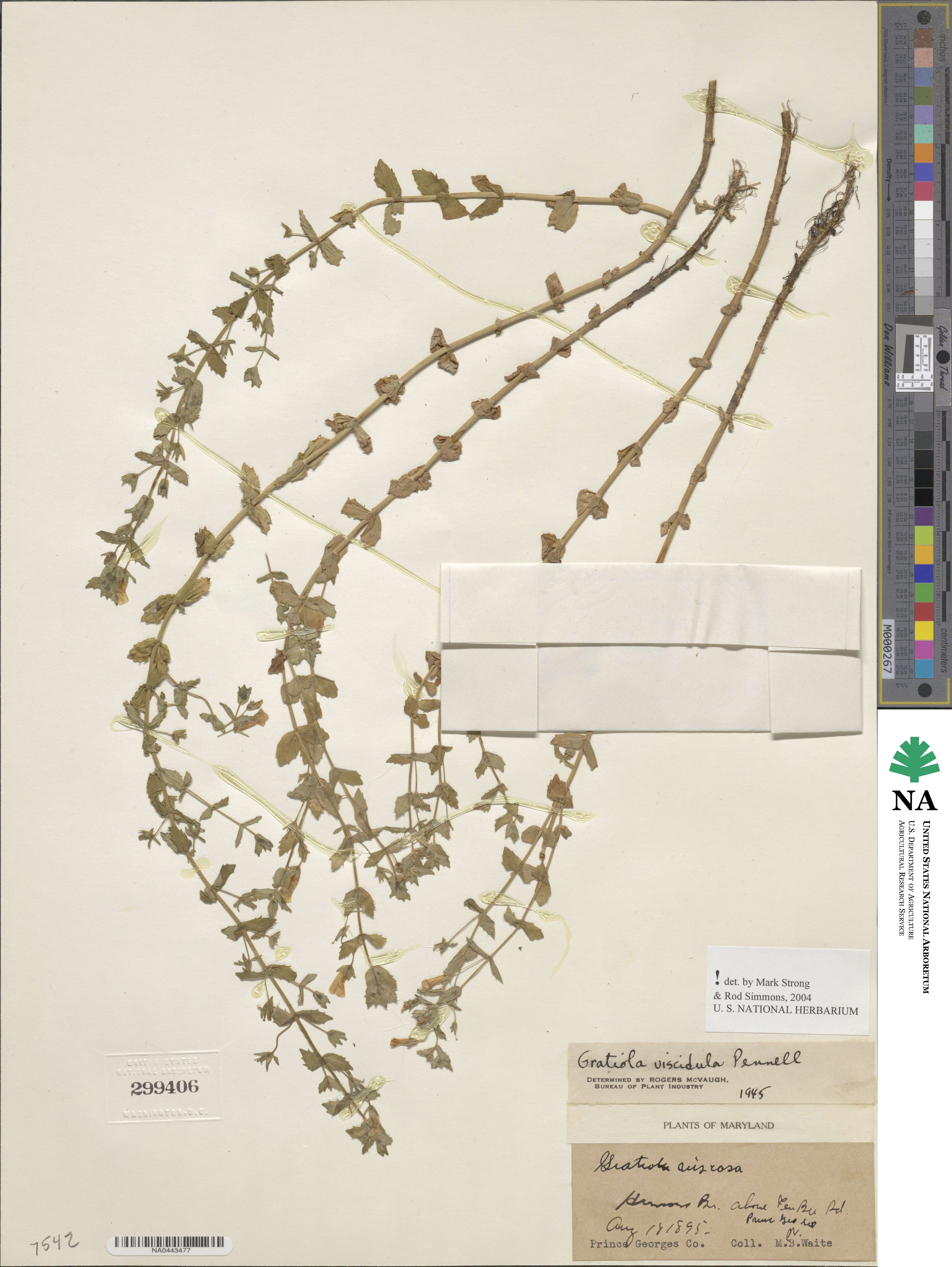 Gratiola viscidula image