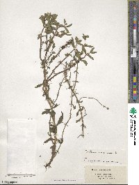 Gratiola virginiana image