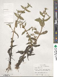 Gratiola virginiana image