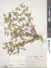 Gratiola virginiana image