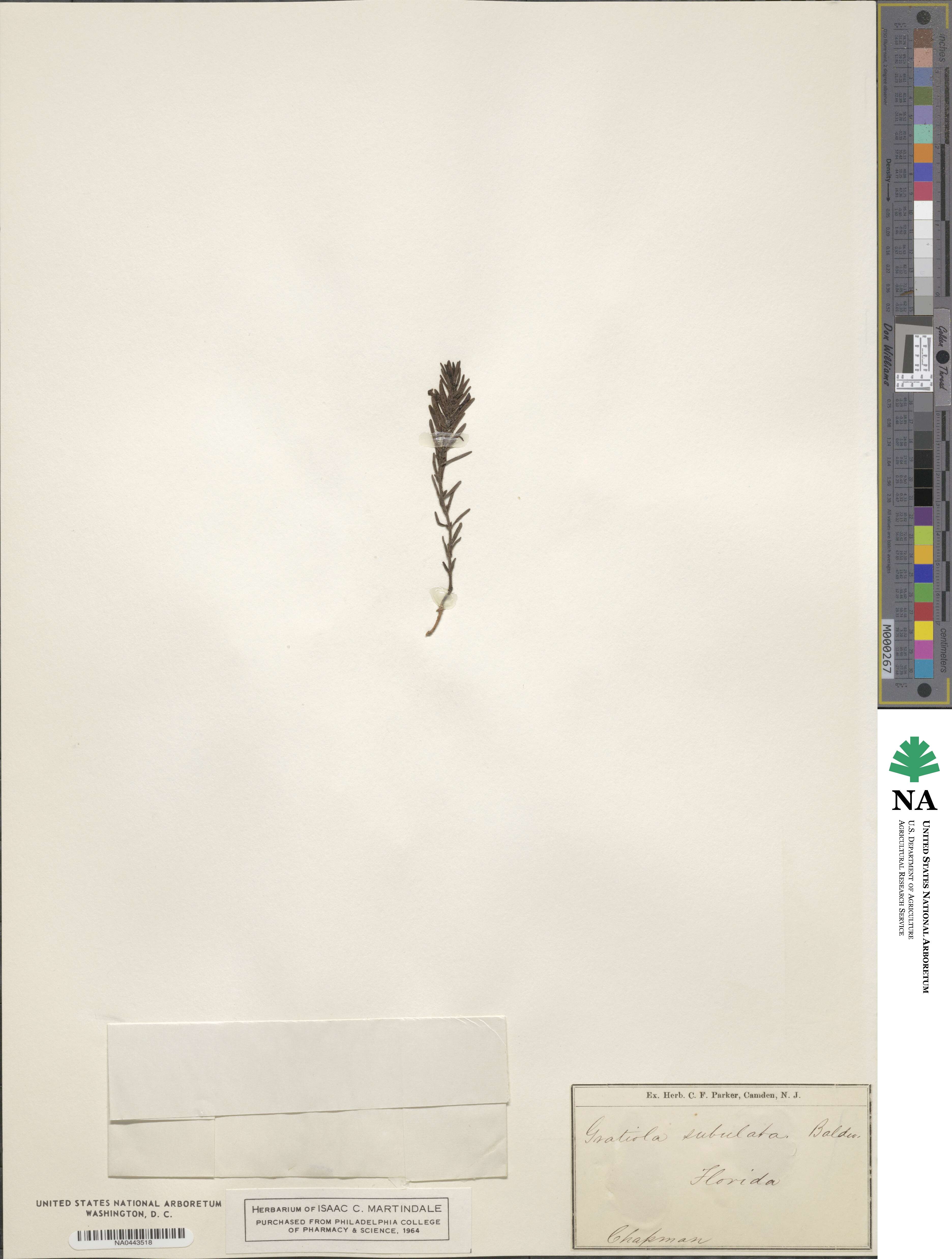 Sophronanthe hispida image