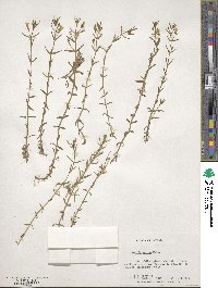 Gratiola ramosa image