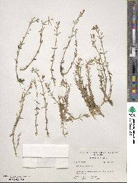 Gratiola ramosa image