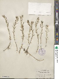 Gratiola ramosa image