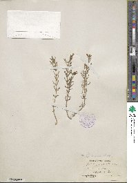 Gratiola ramosa image