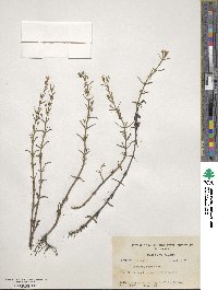 Gratiola ramosa image