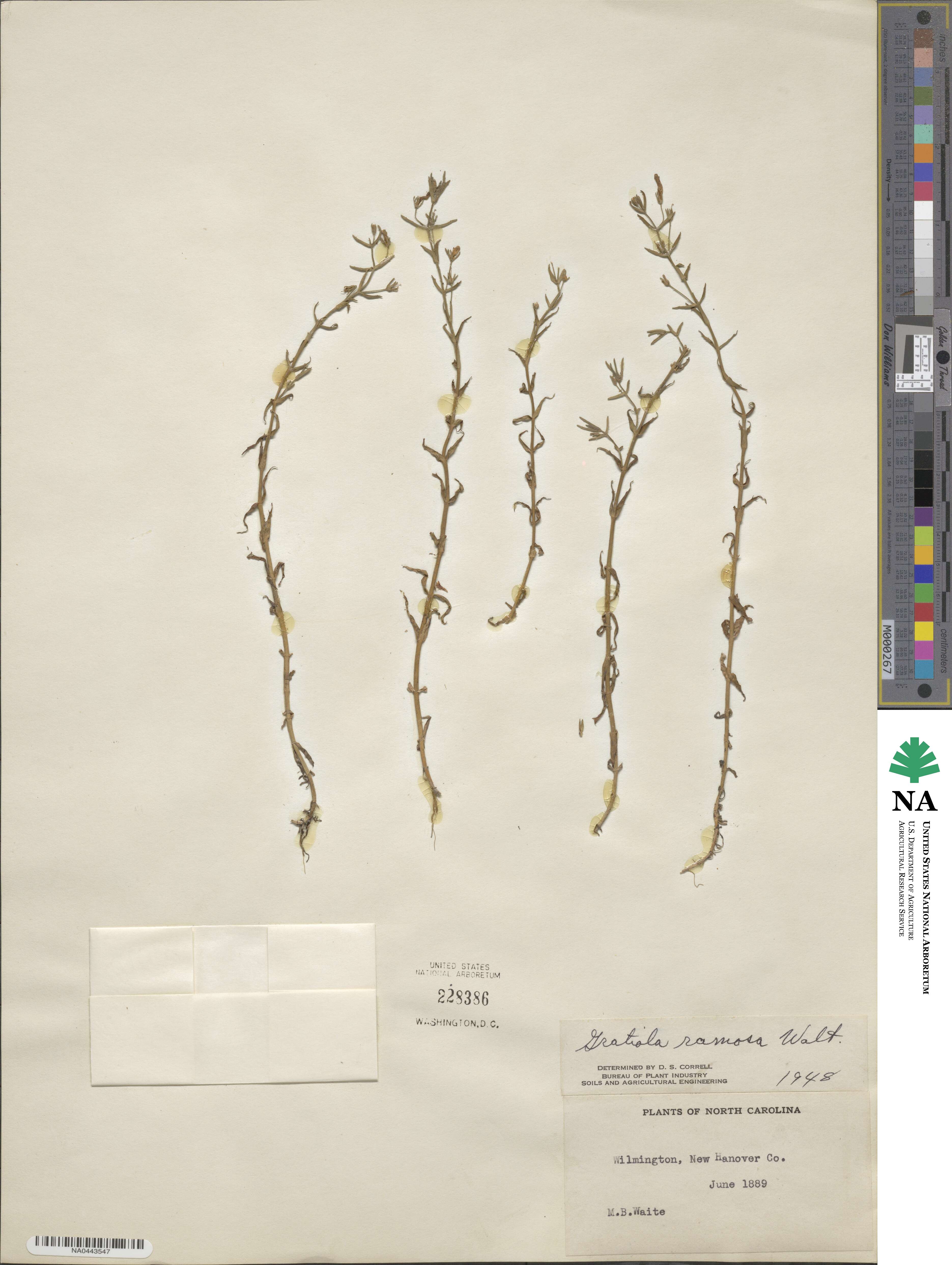 Gratiola ramosa image