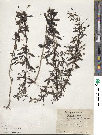 Mecardonia acuminata image